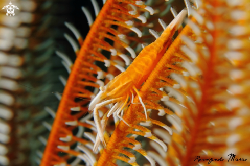A Periclimenes amboinensis  | commensal shrimp