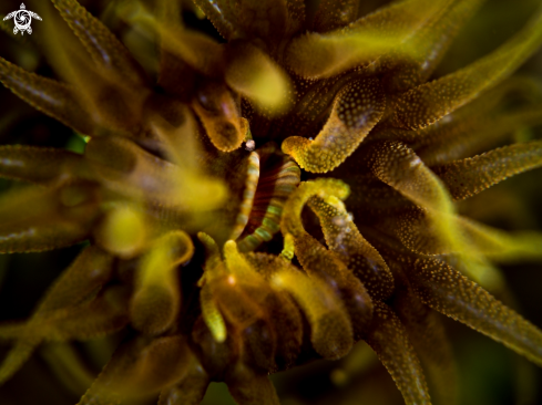 A Tubastraea coccinea | Cup Coral
