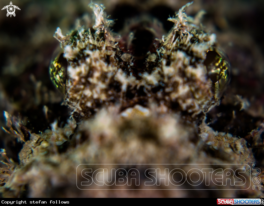 A  Raggy Scorpianfish
