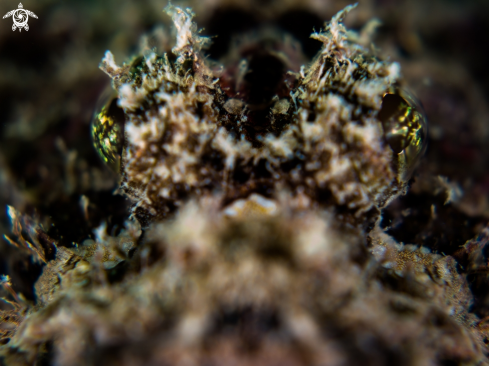 A Scorpaenopsis venosa |  Raggy Scorpianfish