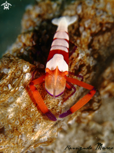 A Imperator shrimp