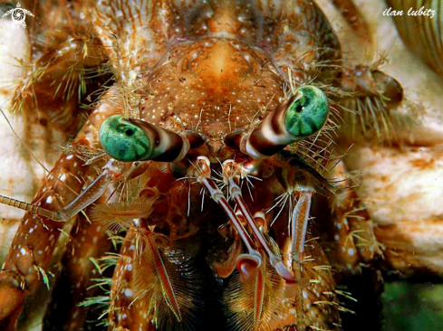 A Dardanus megistos | hermit crab
