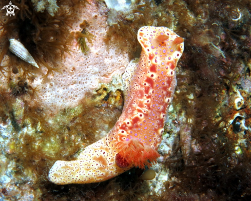 A Short-Tailed Nudibranch