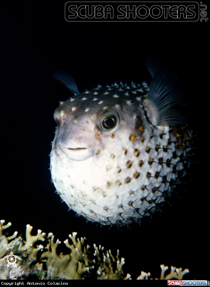 Puffer fish/Pesce palla