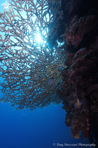 A Staghorn coral