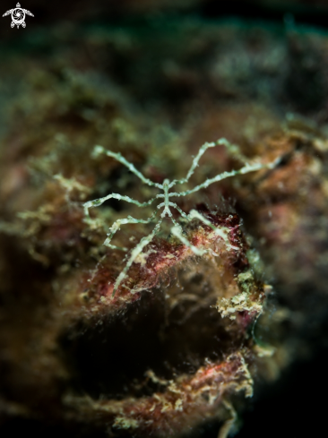 A Anoplodactylus sp. | Sea Spider