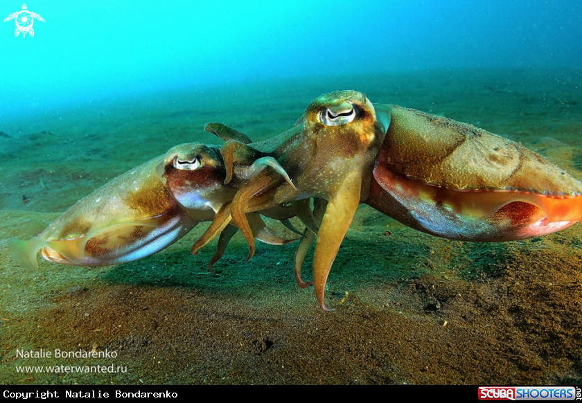 Cuttle-fishes mating
