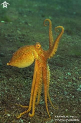 A Octopus Mototi | Octopus Mototi