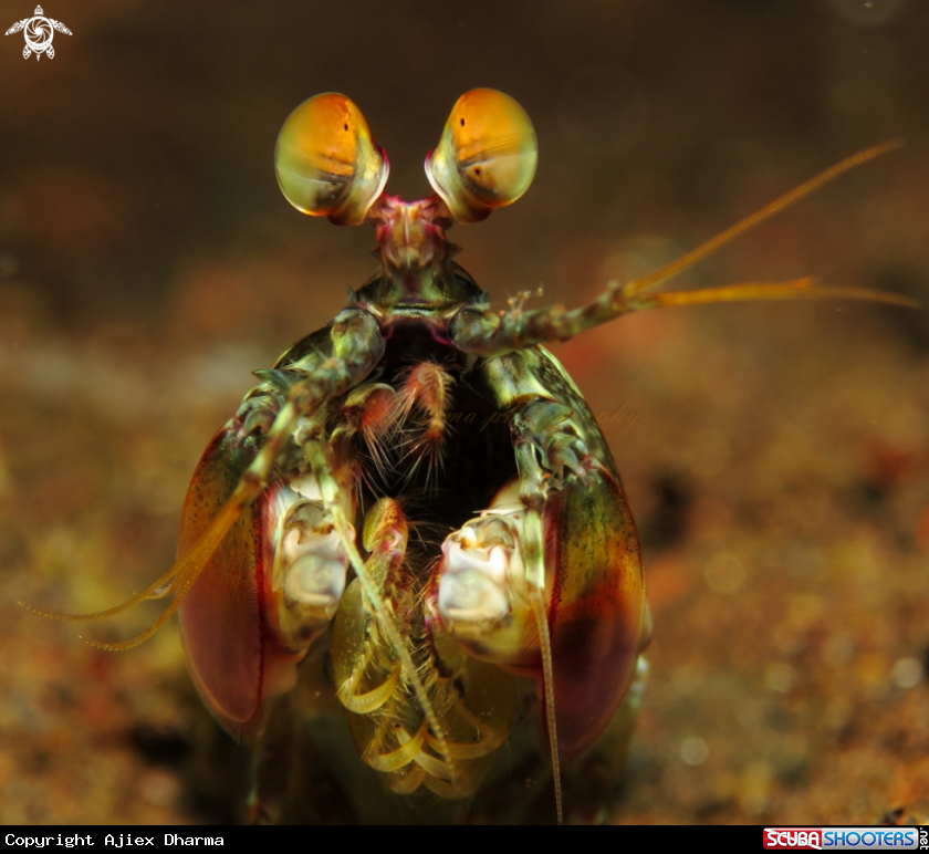 A mantis shrimp 