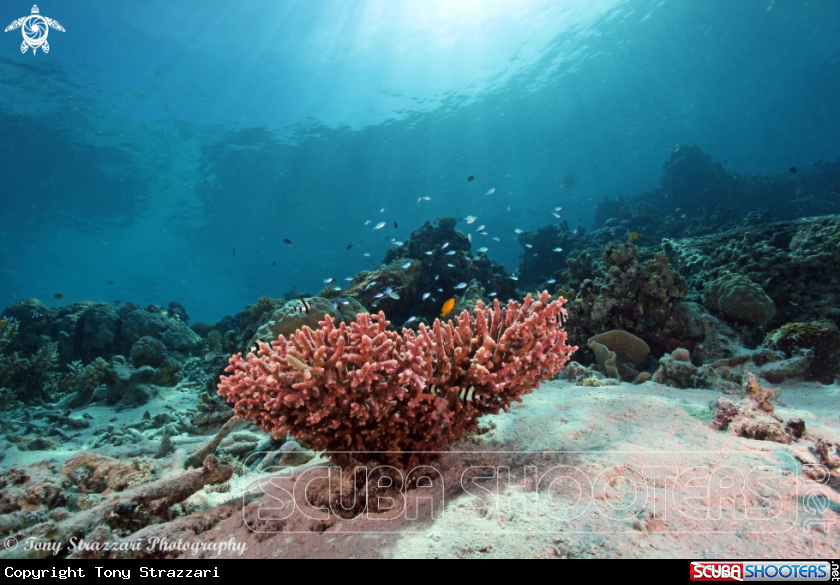 Pink staghorn coral