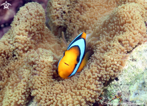 A Clarke's anemonefish