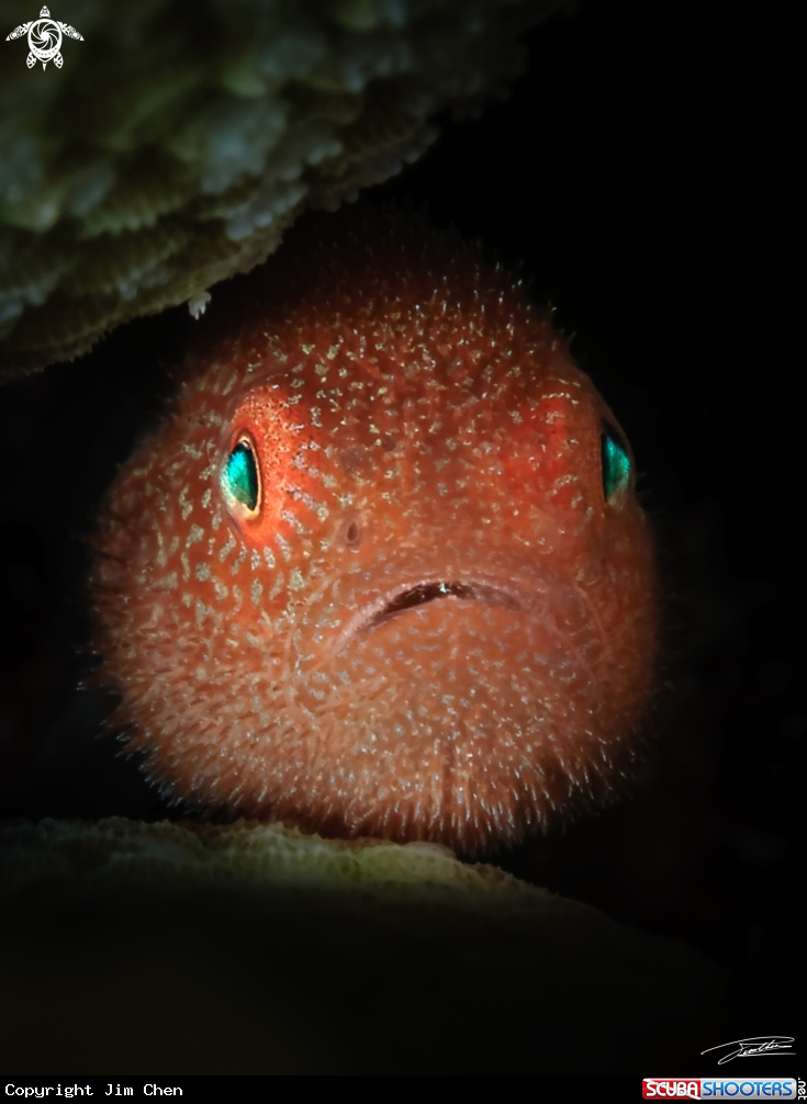Redhead Coral Goby