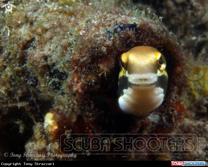 Another blenny in a beer bottle