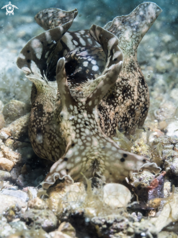 A Aplysia parvula | Sea Hare