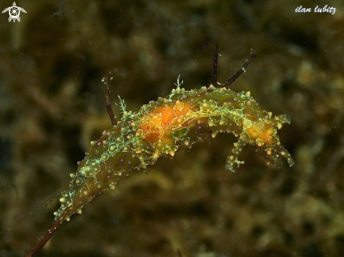 A Petalifera Ramosa | sea slug
