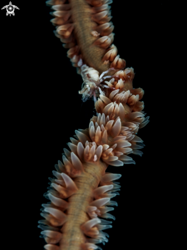 A Pontonides uncigeri | Wire Coral Shrimp
