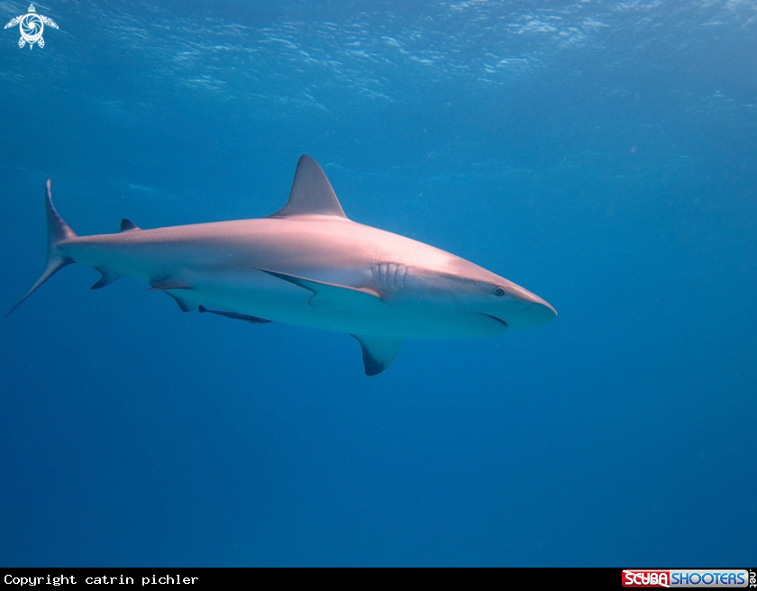 A Carribean Reef Shark