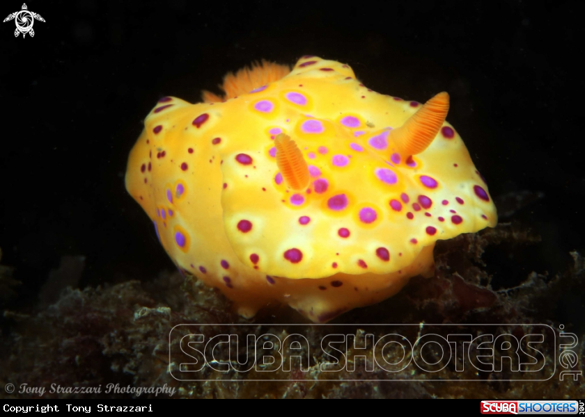 Yellow with pink spots