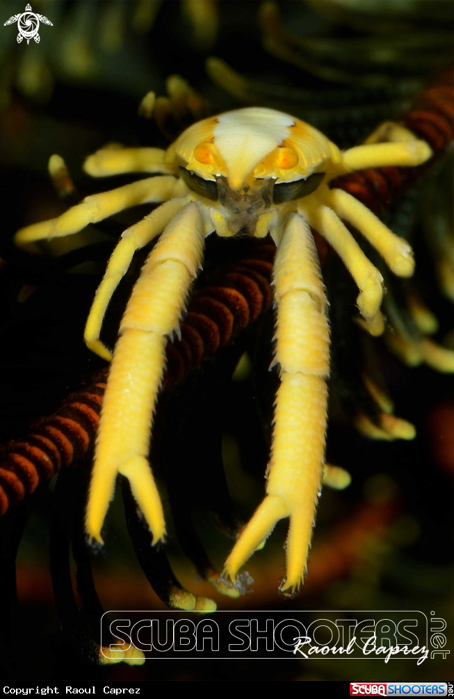 A Squat lobster