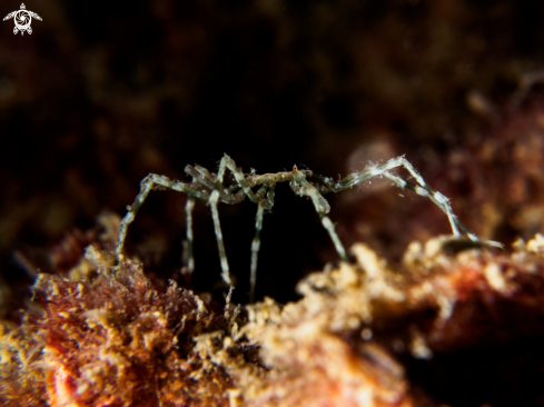 A Anoplodactylus sp. | Sea Spider