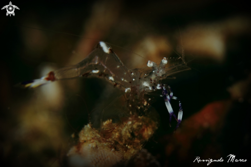 A Periclimenes holthuisi | commensal shrimp