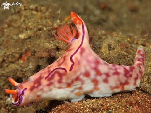 A Ceratosoma tneue | nudibranch