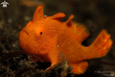 A Baby frogfish