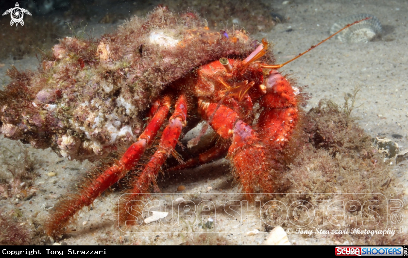 Red hairy hermit crab