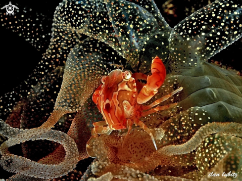 A Llisocacinus orbicularis | Swimmer crab