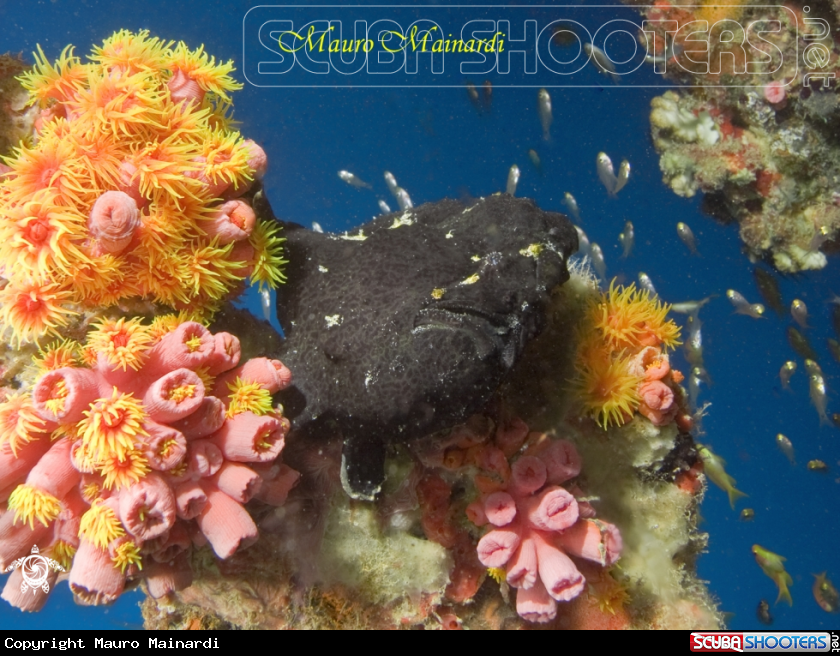 Frogfish picture