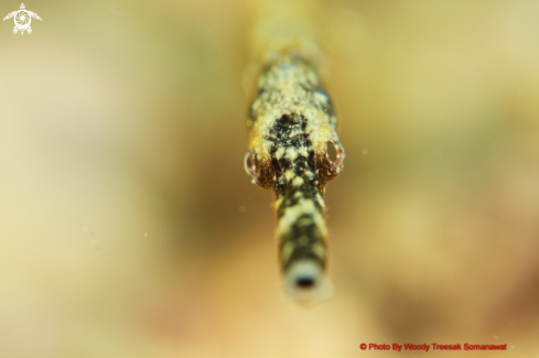 A Trachyrhamphus bicoarctatus. | Bent Stick Pipefish