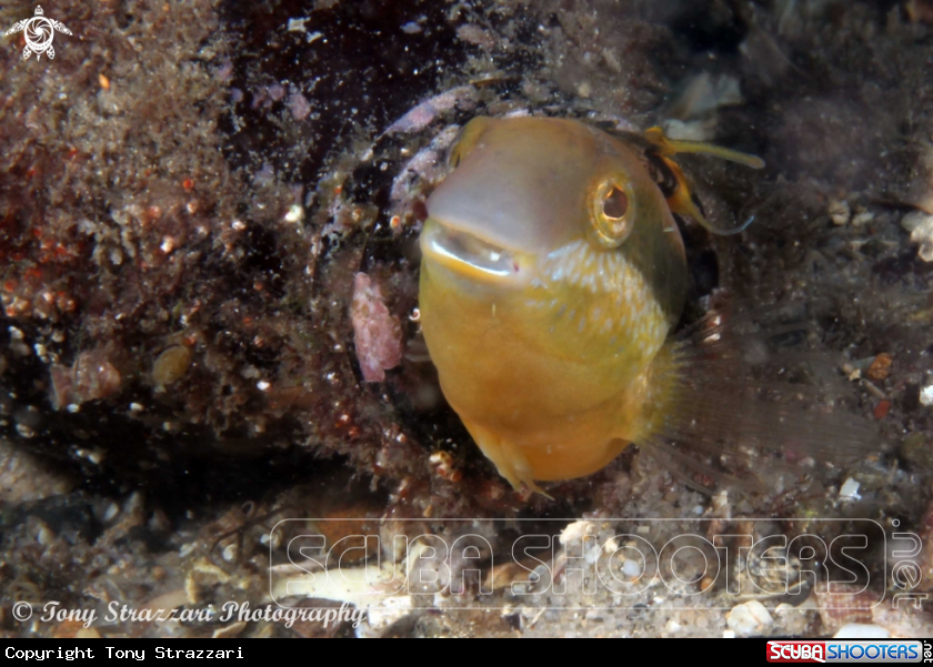 Another bottle, another blenny