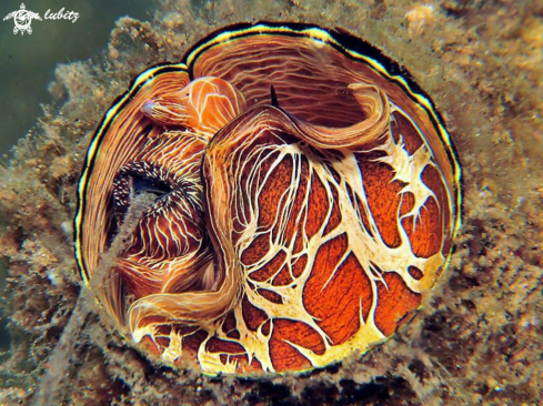 A Serpulbis grandis | Worm Snail 