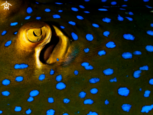 A Taeniura lymma | Blue Spotted Ribbontail Ray