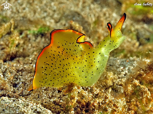A Elysia ornata | Sea Slug