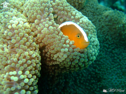 A Amphiprion sandaracinos | Orange skunk clownfish
