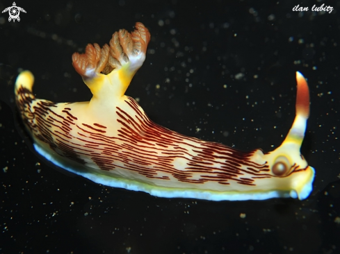 A Nembrotha lineolata | Nudibranch
