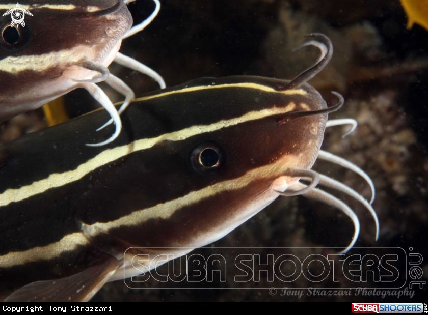 Striped catfish