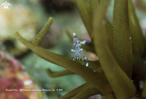 A Periclimenes kobayashii on Dofleinia armata | Cleaner shrimp and sea anemone