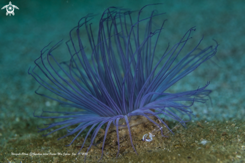 A Ancylomenes magnificus and Cerianthus filiformis | Cleaner shrimp and sea anemone