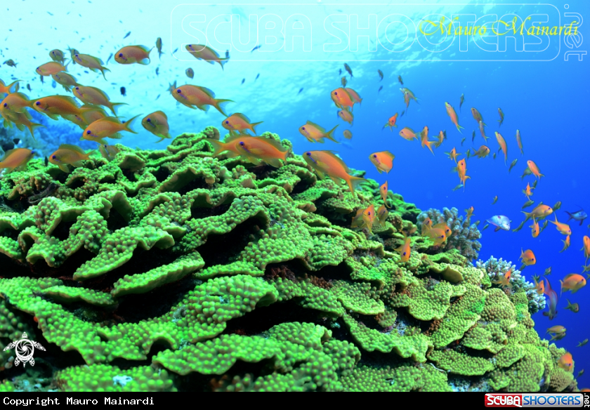 The green reef