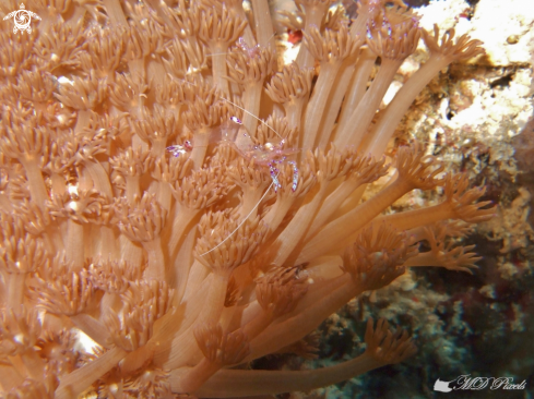 A Ancylomenes holthuisi | Anemone Shrimp