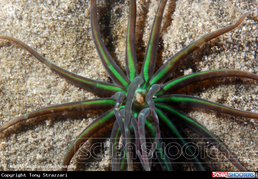Green tube anemone