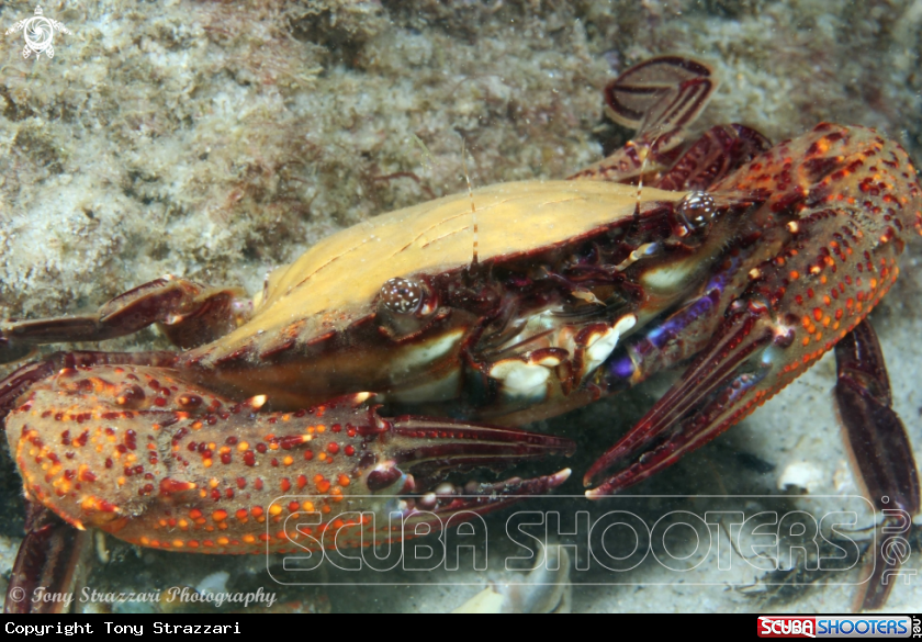 Hairy Swimmer Crab