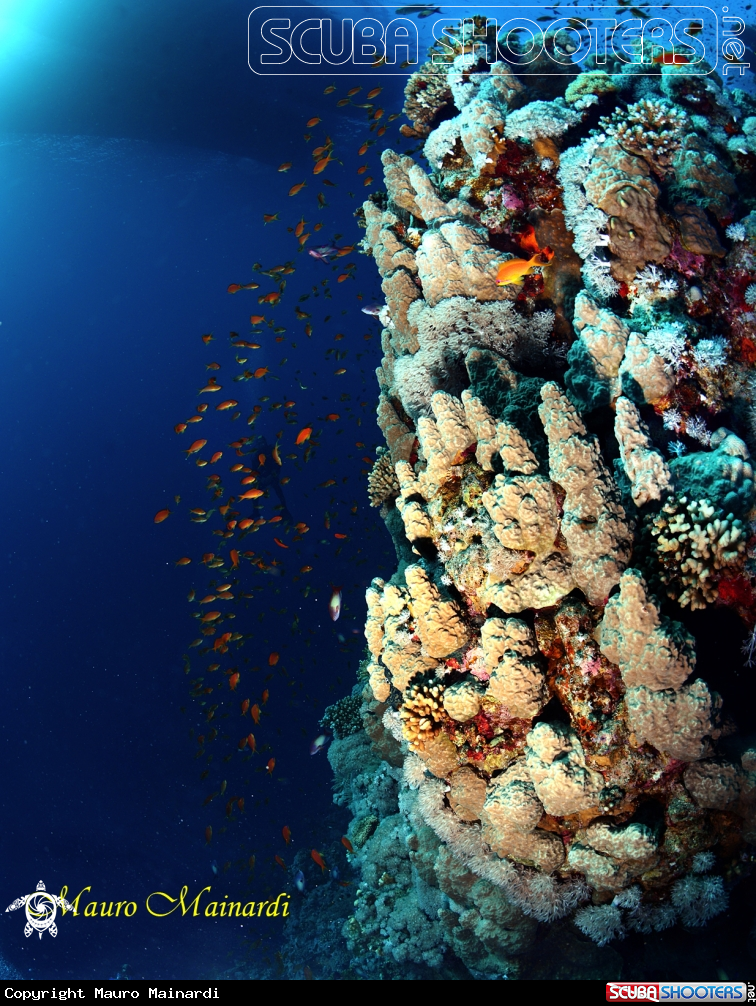 A Red sea panorama