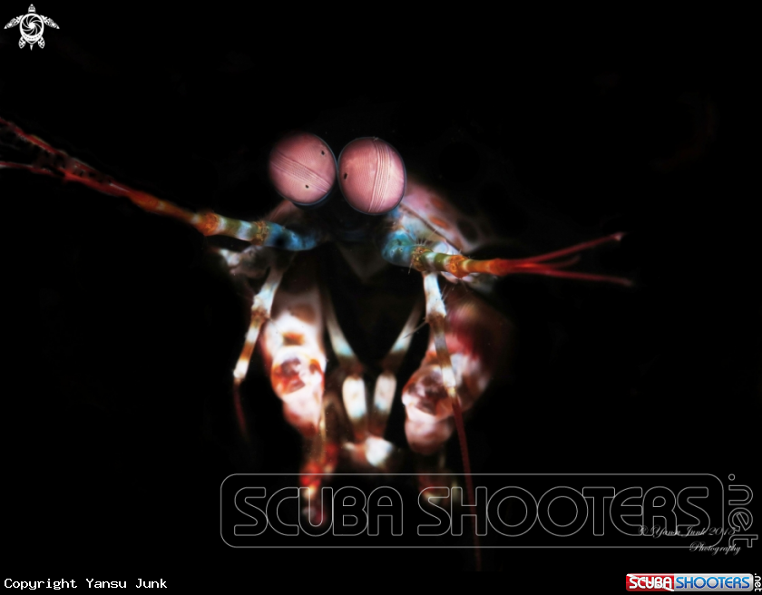 A peacock mantis shrimp