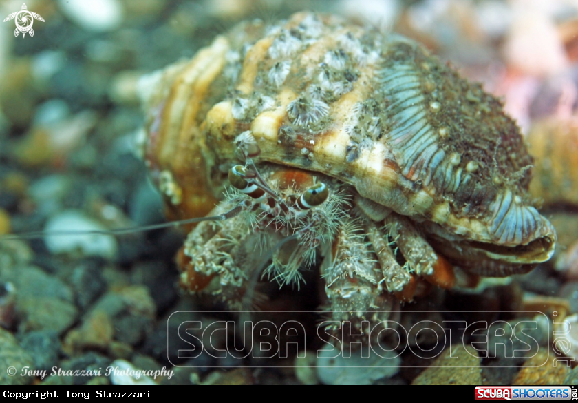 Southern Pagurid Crab