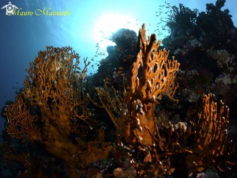A Millepora sp. | Fire coral