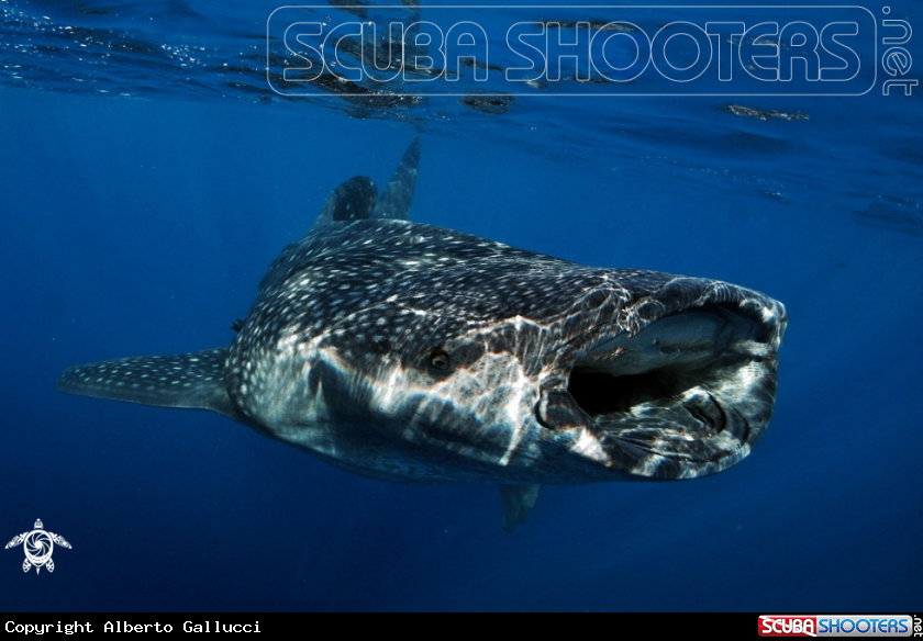 Whale shark under the sun