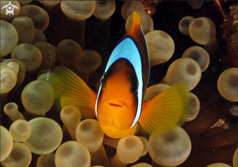 A Amphyprion sp. | Clownfish